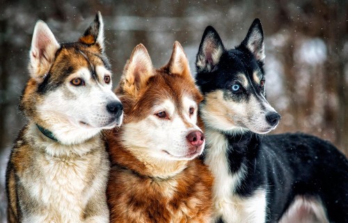 Siberian Huskies